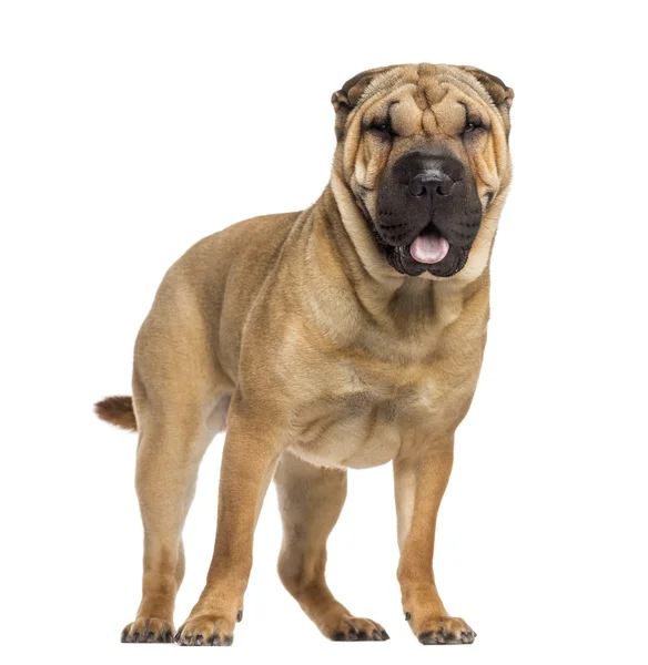 Shar Pei panting (15 months old) — Stock Photo, Image