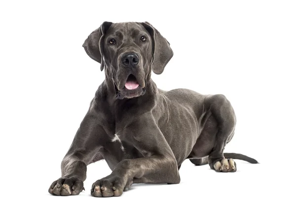 Great Dane lying down (8 months old) — Stock Photo, Image