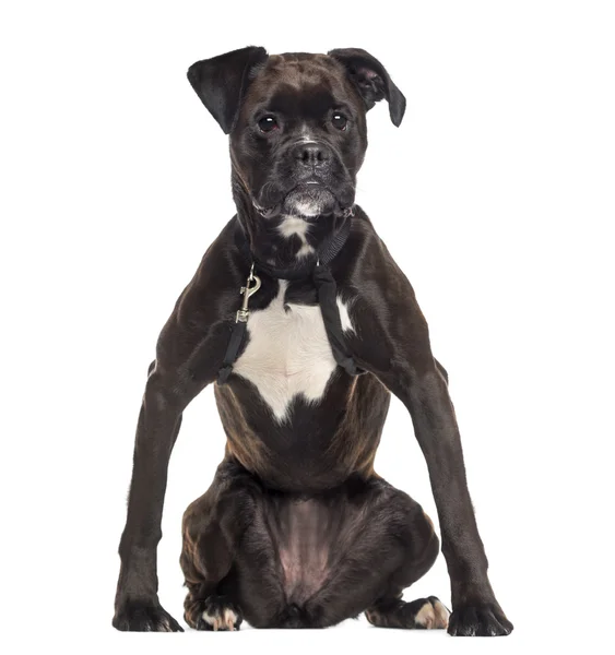 Boxer wearing a harness (2 years old) — Stock Photo, Image
