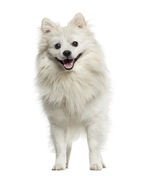 Alemão Spitz ofegante (18 meses ) — Fotografia de Stock