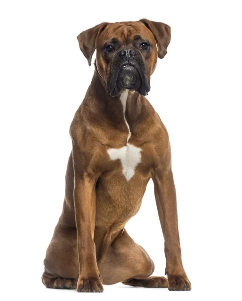 Boxer sitting (10 months old) — Stock Photo, Image