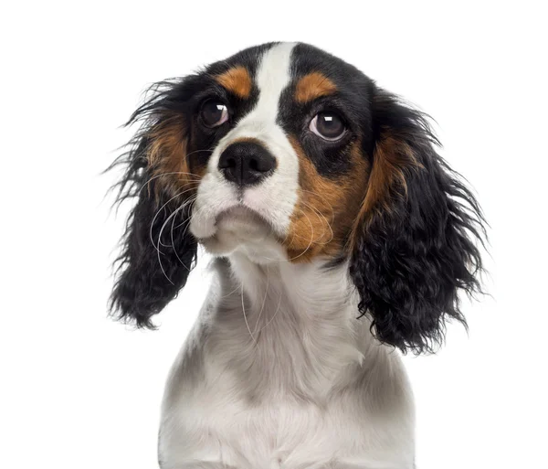 Headshot van een cavalier king charles spaniel puppy (19 weken oud) — Stockfoto