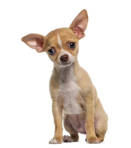 Chihuahua-Welpe sitzend (3 Monate alt)) — Stockfoto