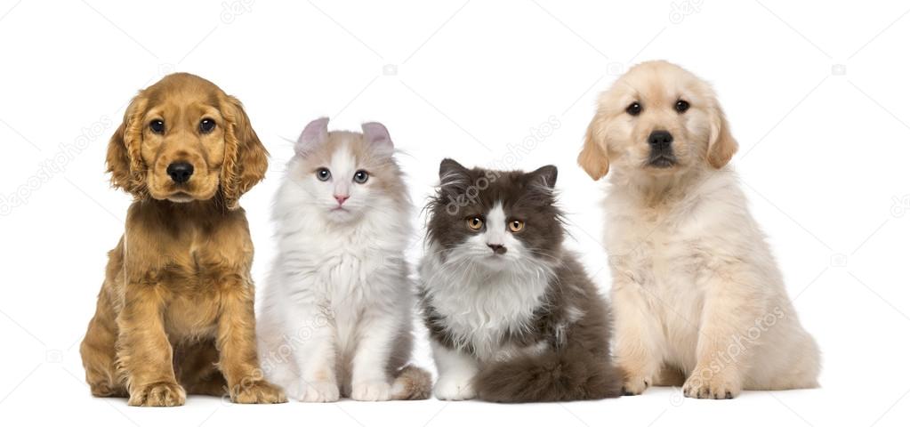 Group of pets: kitten and puppy on a raw