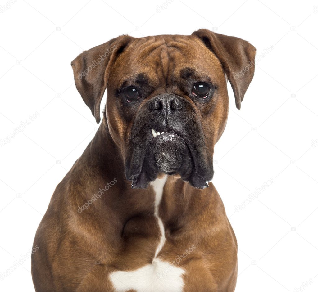 Headshot of a Boxer (10 months old)