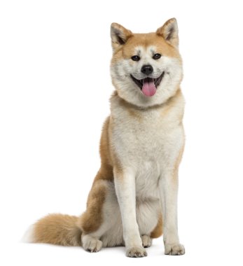 Akita Inu nefes nefese.