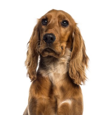 İngiliz cocker spaniel (7 ay yaşlı headshot)