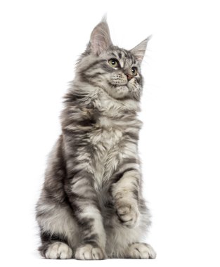 Maine coon (2 yaşında) oturan, pawing ve yukarıya bakıyor