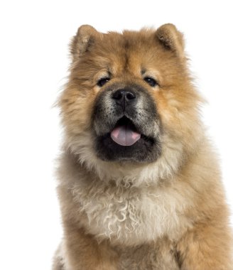 chow chow (7 ay yaşlı headshot)