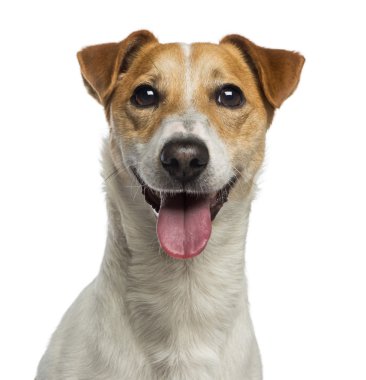 Headshot bir Jack russell terrier (18 aylık)