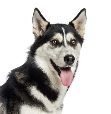 siberian dış yapraklar headshot
