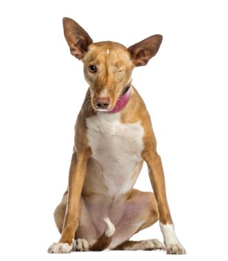 Tek gözlü ibizan hound (2 yaşında)
