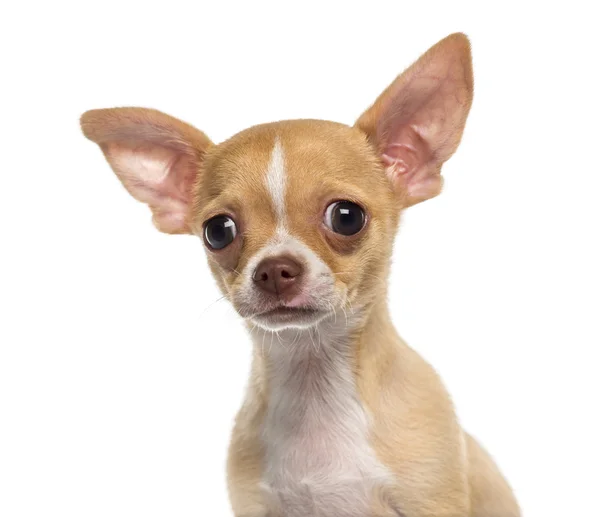 Headshot of a Chihuahua puppy (3 months old) — Stock Photo, Image