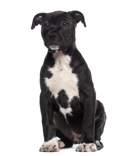 （3 ヶ月に座っている staffordshire アメリカのテリアの子犬) — ストック写真