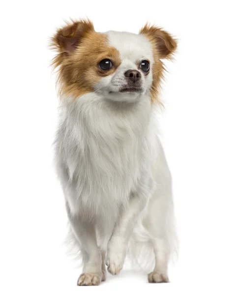 Chihuahua standing (1 year old) — Stock Photo, Image