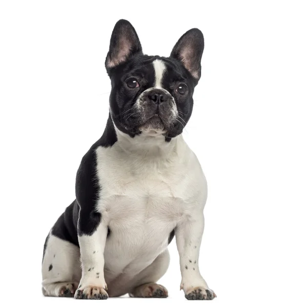 French Bulldog sitting (11 months old) — Stock Photo, Image