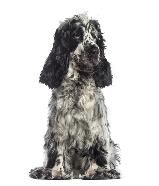 English Cocker Spaniel sitting (16 months old) — Stock Photo, Image