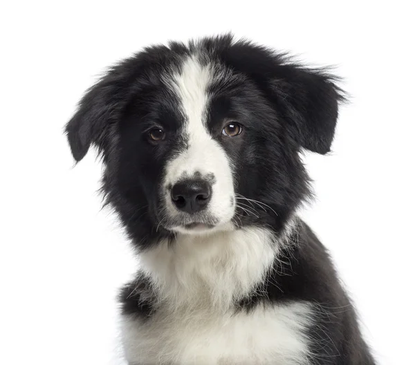 Primo piano del volto di un cucciolo di border collie (4 mesi di età) — Zdjęcie stockowe