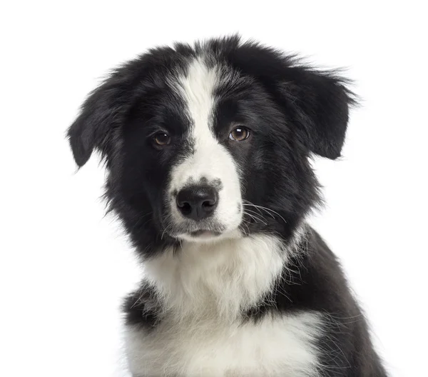 Kopfschuss eines Border Collie Welpen (4 Monate alt)) — Stockfoto