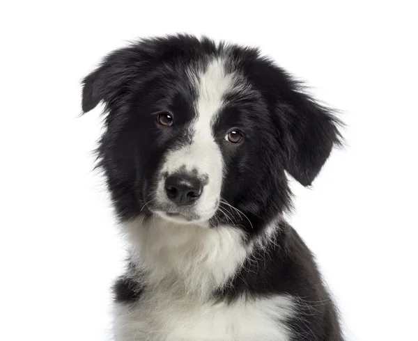 Primo piano del volto di un cucciolo di border collie (4 mesi di età) — Zdjęcie stockowe