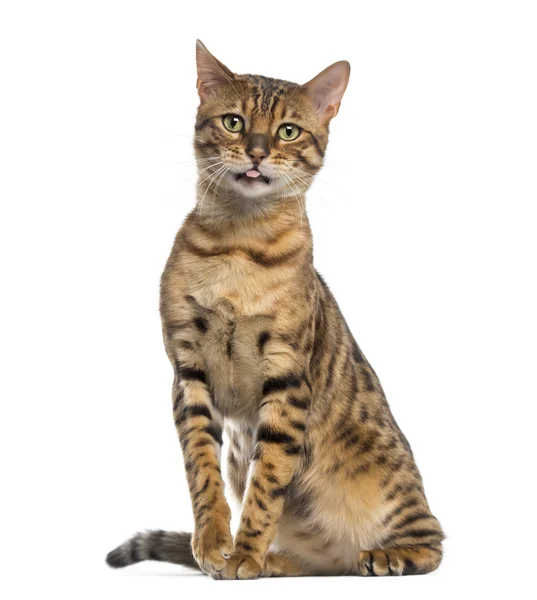 Bengal (11 months old) sitting and sticking its tongue out — Stock Photo, Image