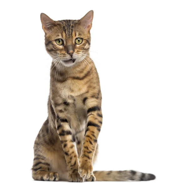 Bengal (11 months old) sitting and looking away — Stock Photo, Image