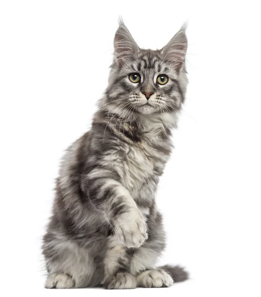 Maine Coon (2 years old) sitting, pawing and looking away — Stock Photo, Image
