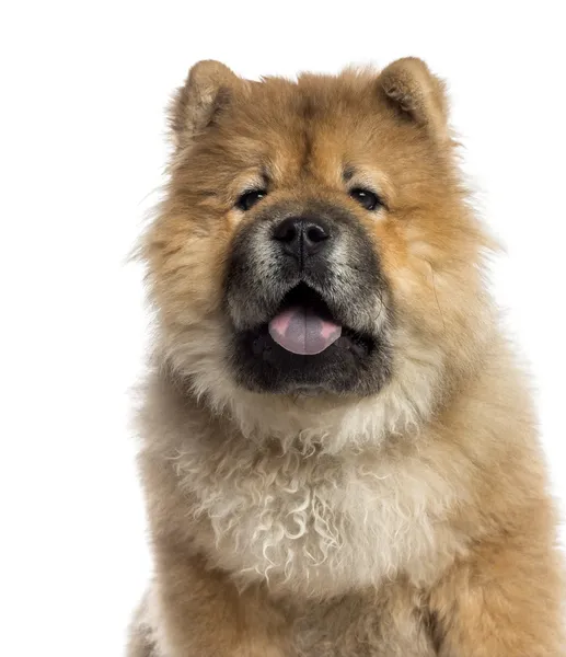 Headshot of a Chow Chow (7 months old) — Stock Photo, Image