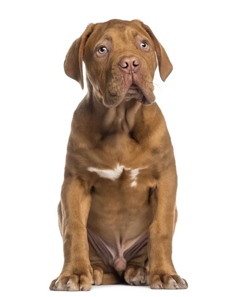 Dogue de bordeaux štěně sedící (4 měsíce starý) — Stock fotografie