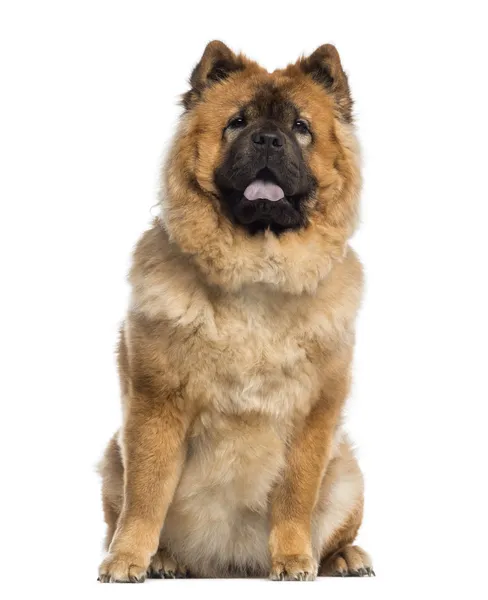 Chow chow sittande (1 år gammal) — Stockfoto