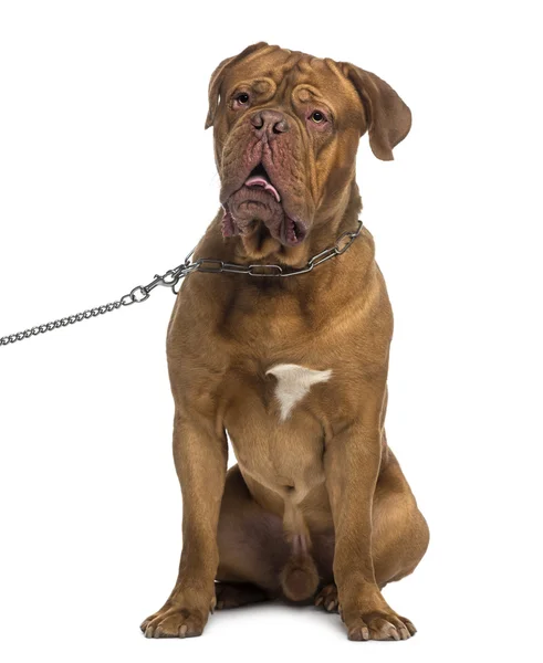 Dogue de Bordeaux sitting and wearing a chain dog leash (14 mont — Stock Photo, Image