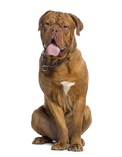 Dogue de Bordeaux sitting (14 months old) — Stock Photo, Image