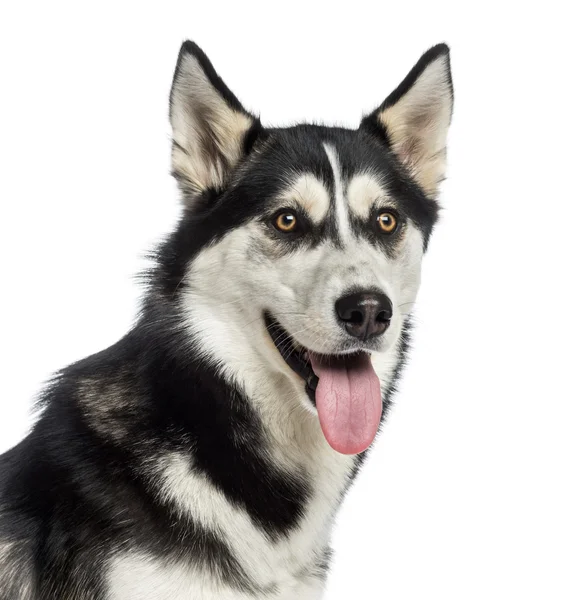 Tiro de cabeça de um Husky siberiano — Fotografia de Stock