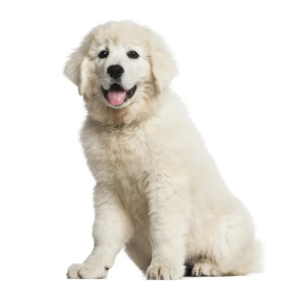 Cachorrinho polonês Tatra Sheepdog (3 meses de idade) sentado e olhando — Fotografia de Stock