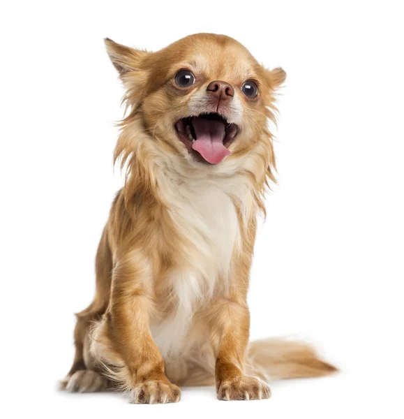 Happy Chihuahua (4 years old) — Stock Photo, Image