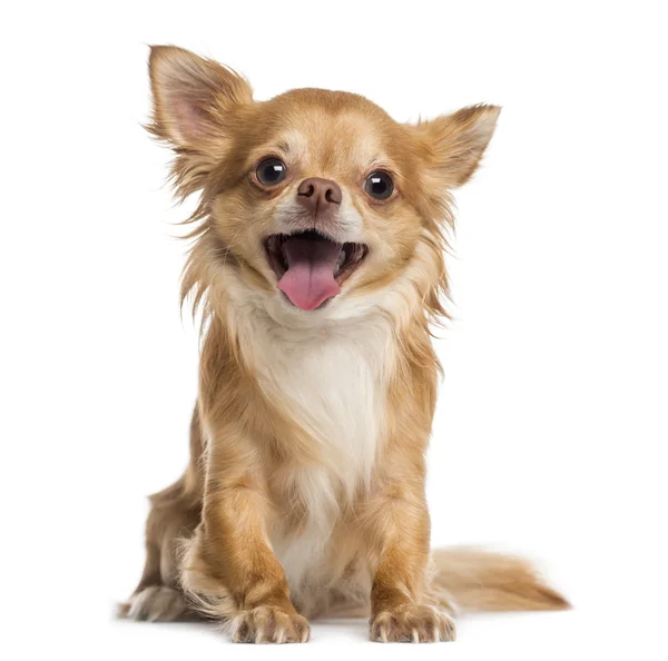 Happy Chihuahua (4 years old) — Stock Photo, Image