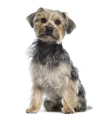 Yorkshire terrier oturma