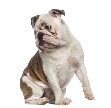 İngilizce bulldog (8 ay yaşlı oturan)
