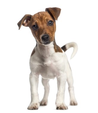  jack Russell terrier yavrusu ayakta (3 aylık)