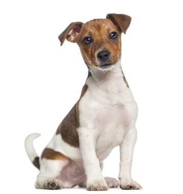  jack russell terrier yavrusu (3 aylık oturma)
