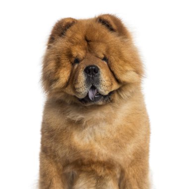 chow chow (3 yaşında headshot)