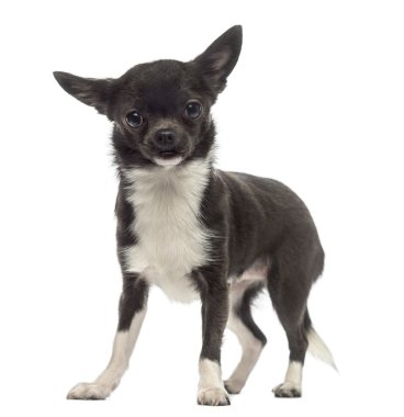Chihuahua