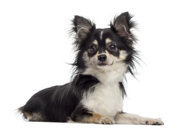 Chihuahua (11 aylık)