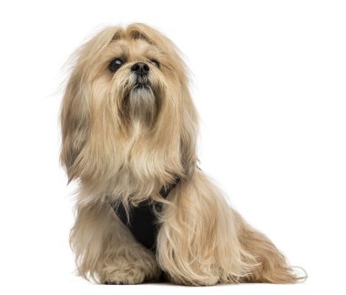 Lhasa apso oturma