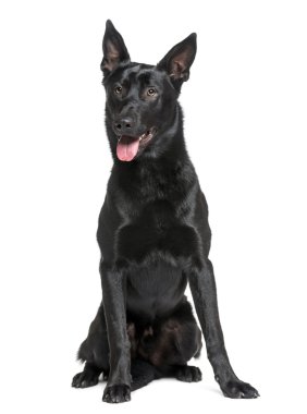 Belçika çoban köpeği (Malinois)