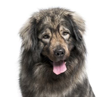 Leonberger (2 yaşında)