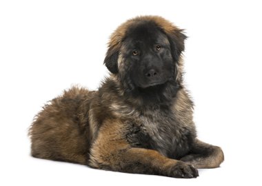 Leonberger köpek (8 ay yaşlı)