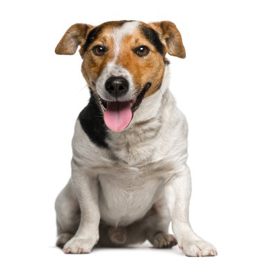 jack Russell terrier (3 yaşında)