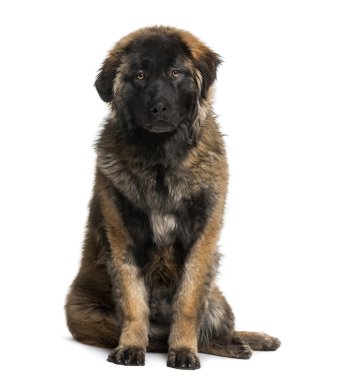 Leonberger köpek (8 ay yaşlı)