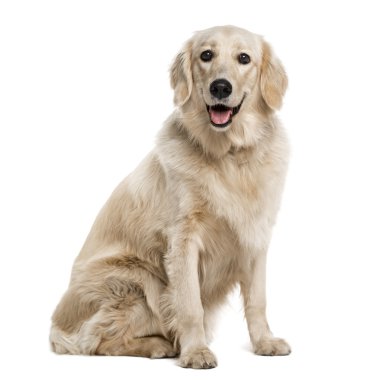 Golden retriever (1 yaşında)